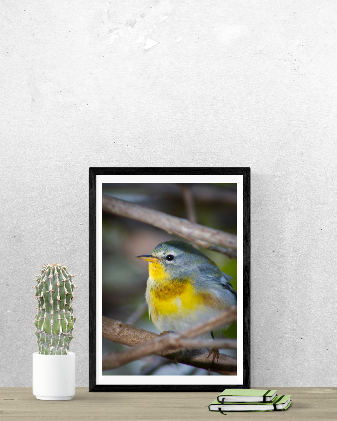Reinita Pechidorada Photography Print 5x7