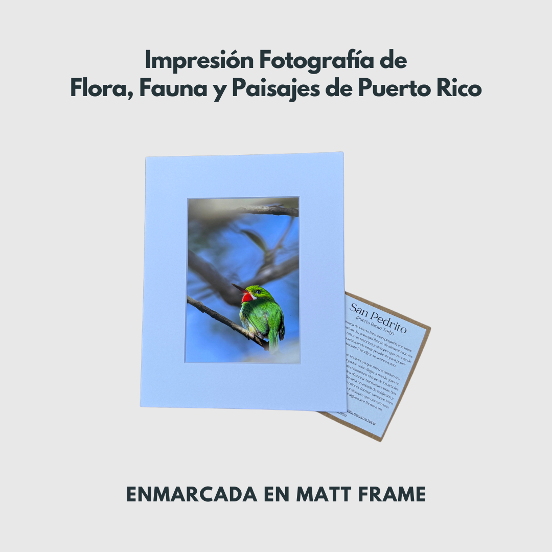 a photography print of Puerto Rico landscape and wildlife in a matt frame 