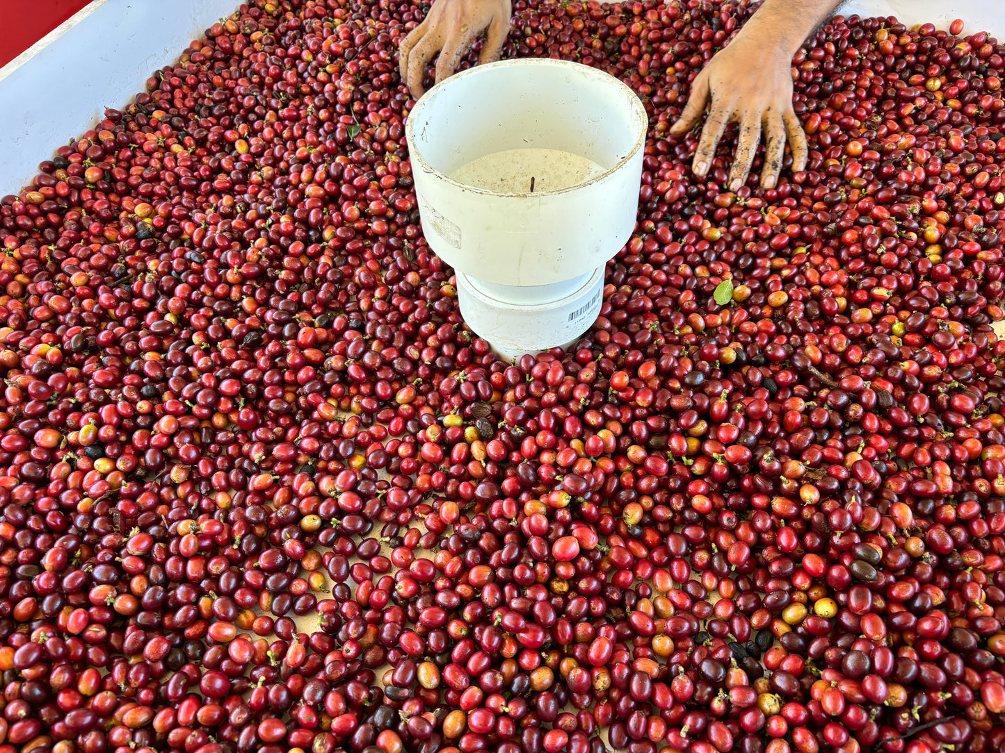 Café Hacienda La Guadalupe (Don Reyes)