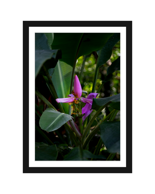 Platano Ornamental Photography Print 5x7