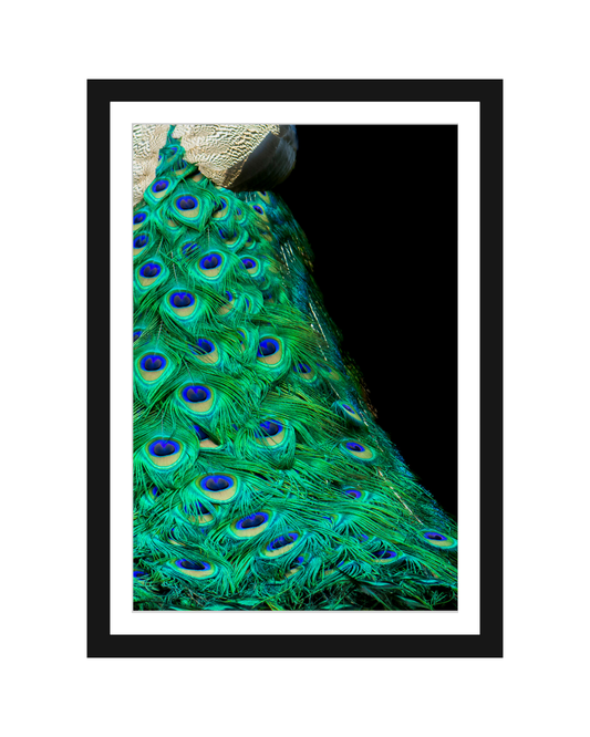 Cola de Pavo Real Photography Print 5x7