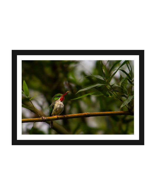 San Pedrito #2 Print Photography 5x7
