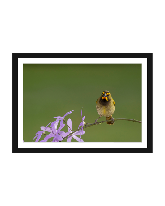 Bird perched on a branch with purple flowers against a green background