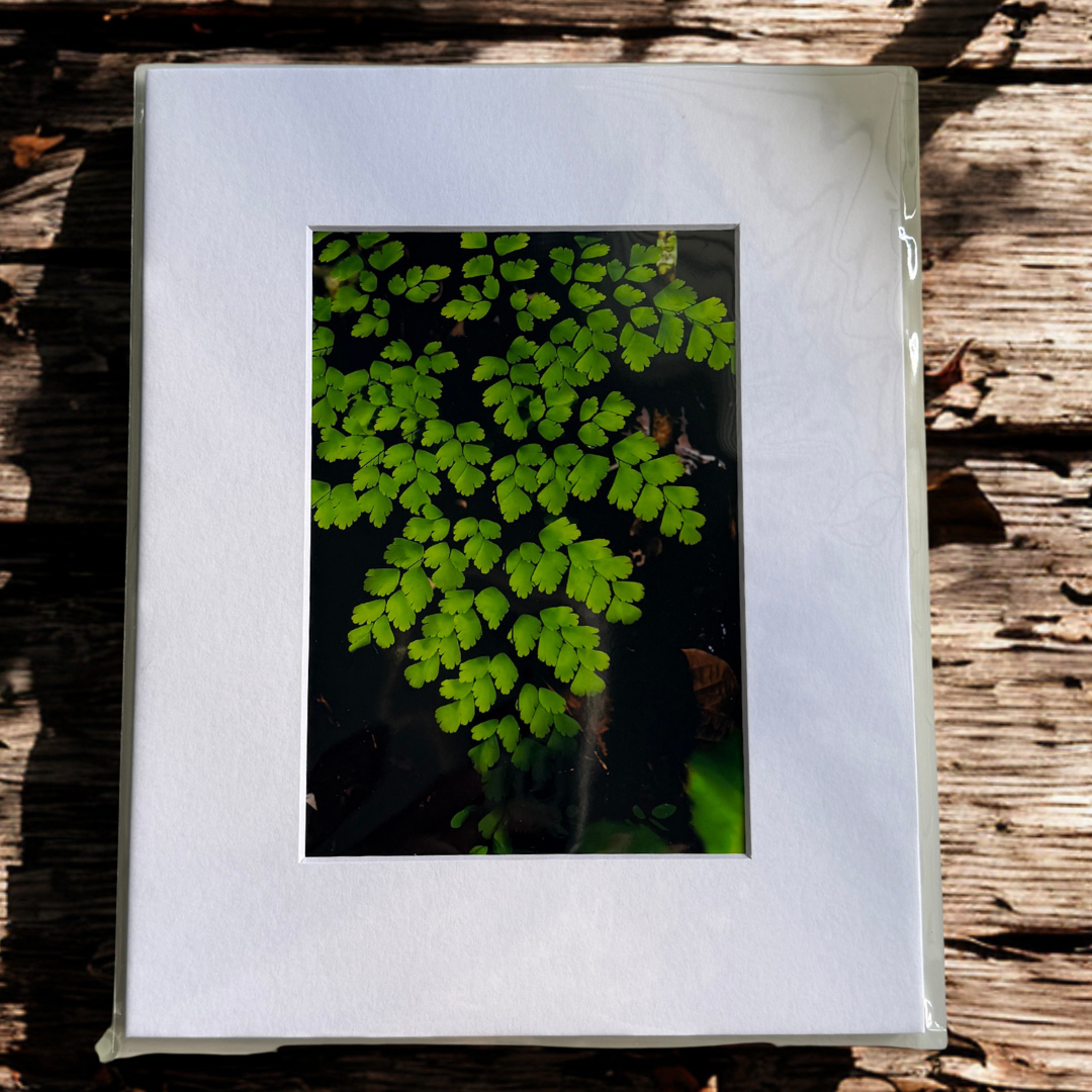 Helecho Culantrillo Print 5x7