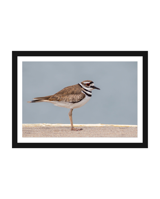 Ave Chorlito Sabanero Photography Print 5x7