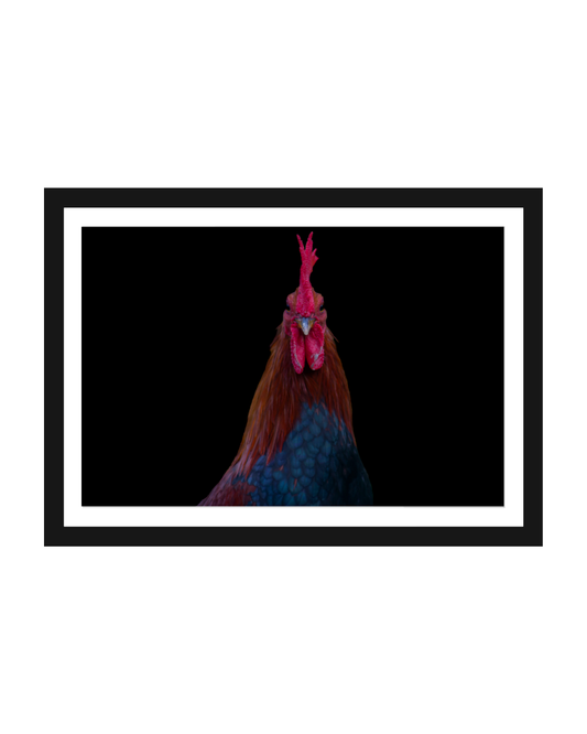 El Gallo Photography Print 5x7