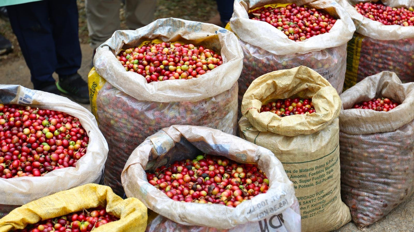 Café Hacienda La Guadalupe (Don Reyes)