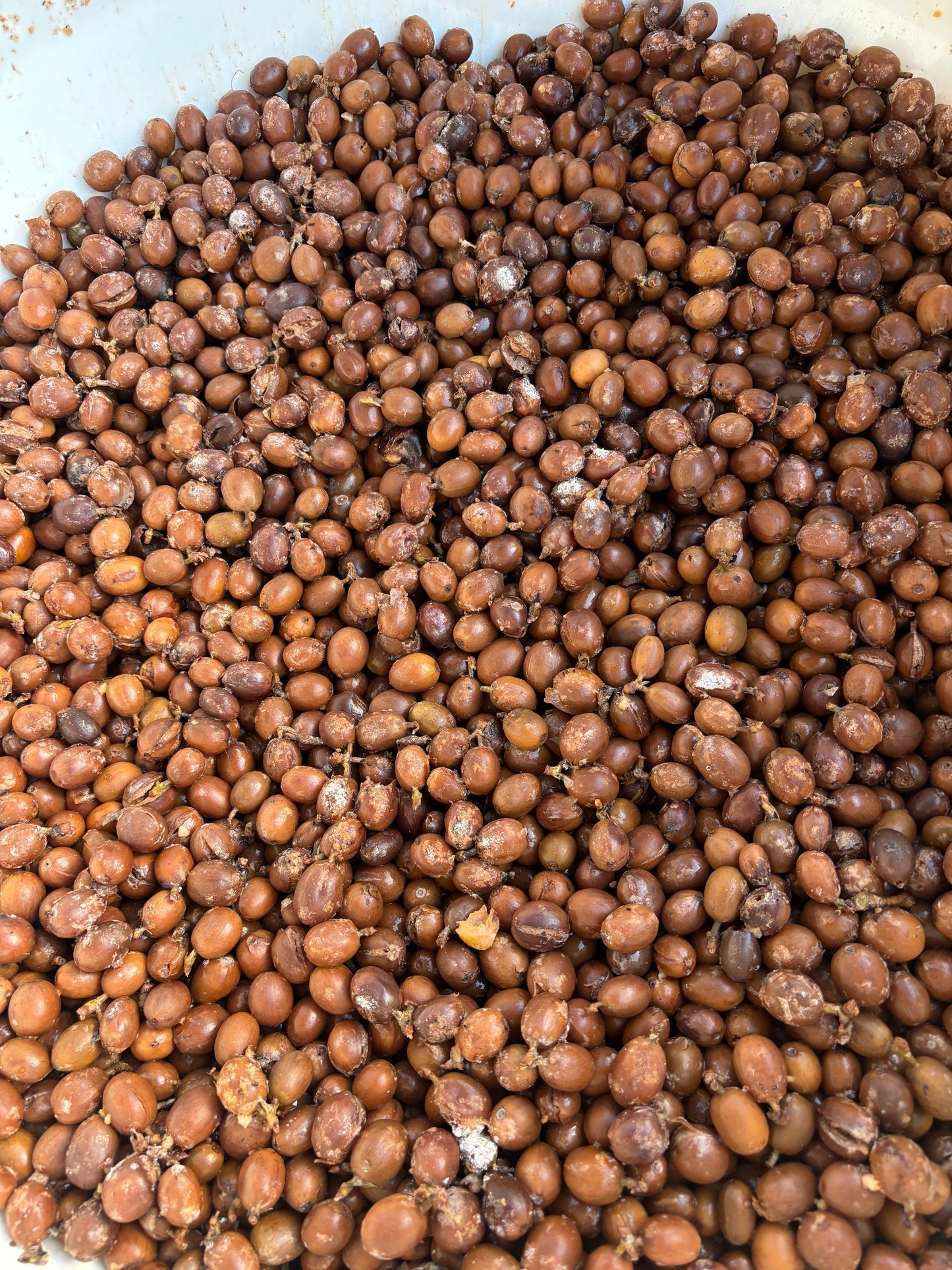 Café Hacienda La Guadalupe (Don Reyes)