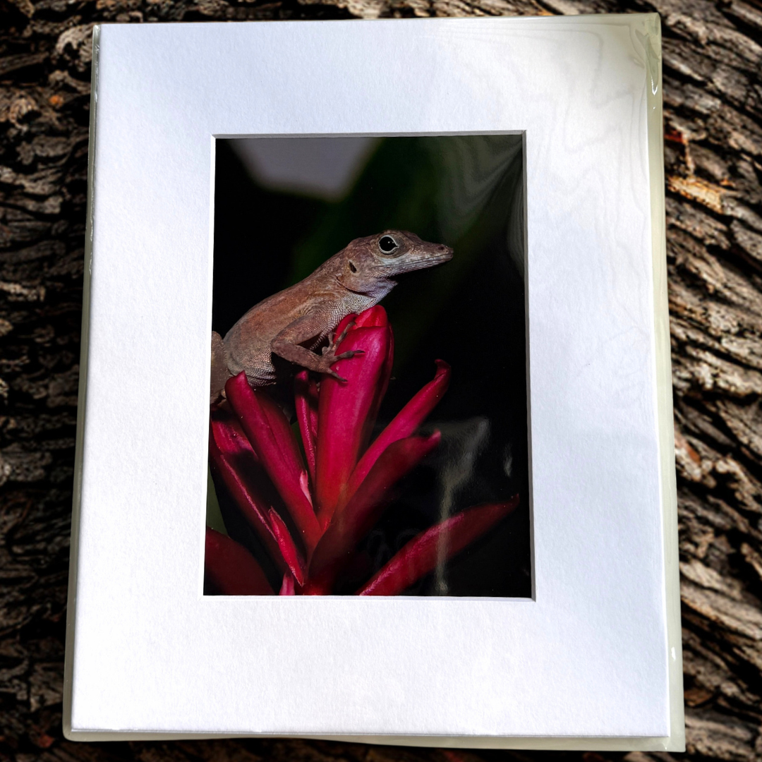 Lagartijo Anolis Print 5x7