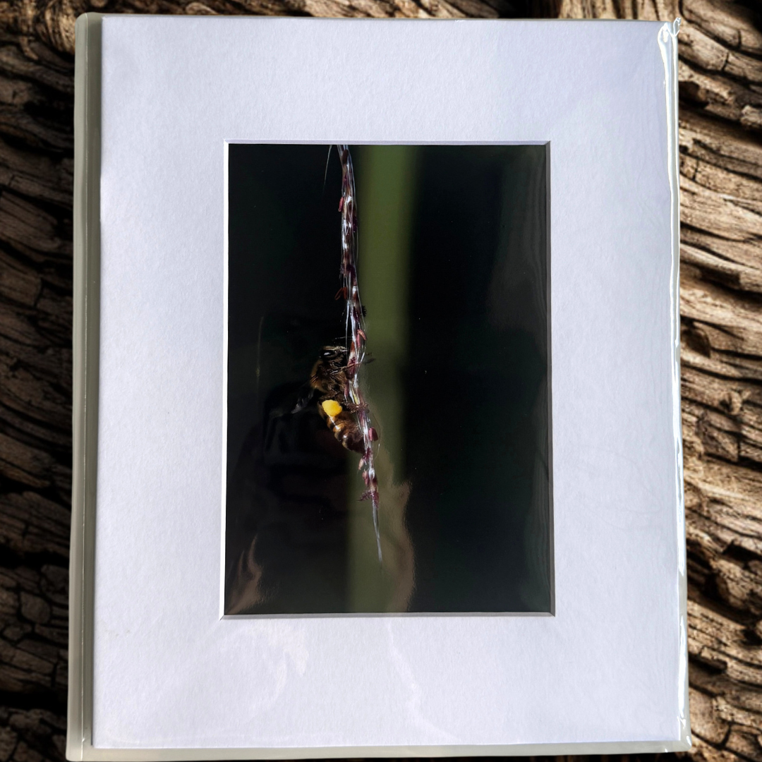 La abeja Print 5x7
