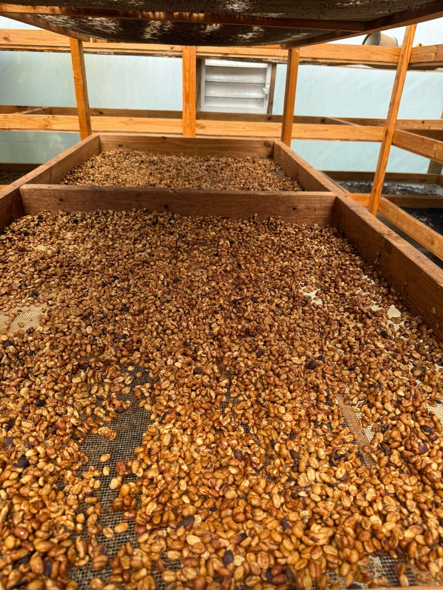 Café Hacienda La Guadalupe (Don Reyes)