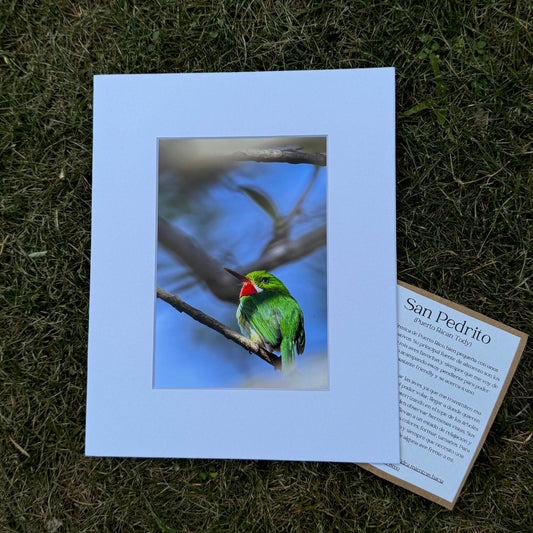 Matted photograph of a bird on a branch with a card on grass