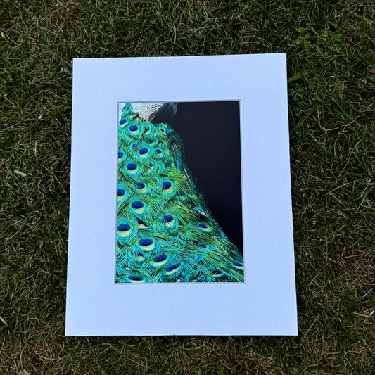 Matted peacock feather pattern on grass