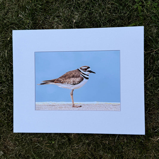Framed picture of a bird on a blue background, placed on grass.