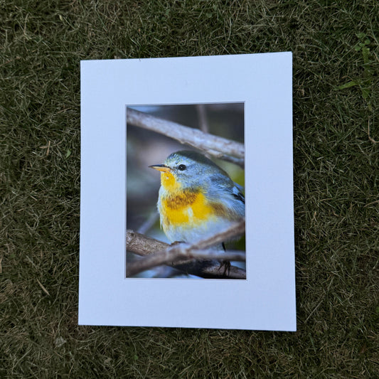 Matted photograph of a bird on grass