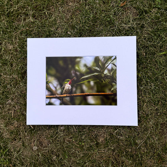 San Pedrito #2 Print Photography 5x7