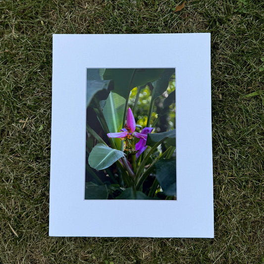 Matted photograph of a plant with pink flower on grass