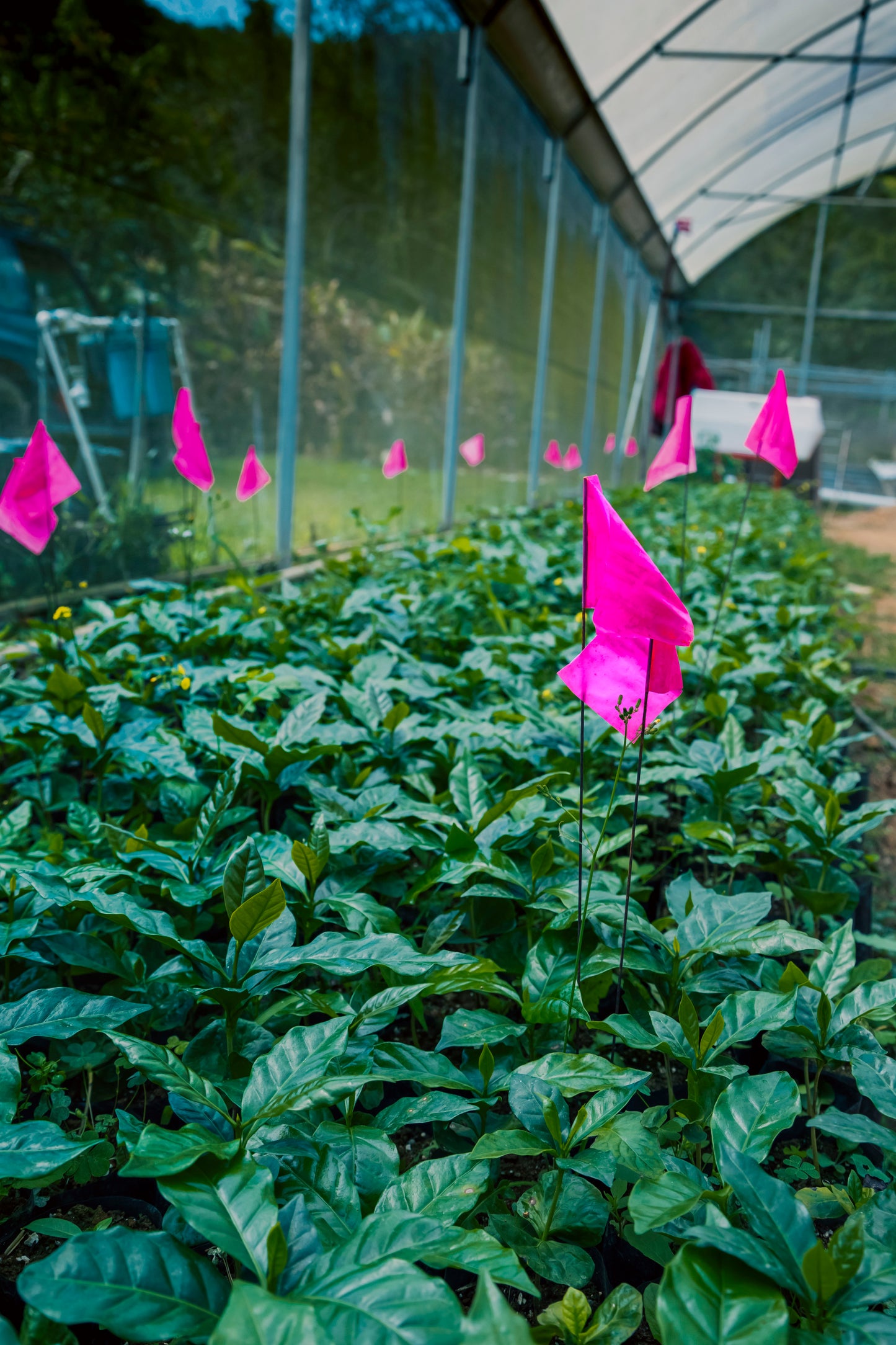 Café Hacienda La Guadalupe (Blue Origin)