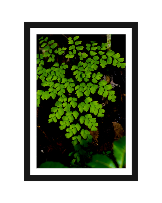 Helecho Culantrillo Print 5x7