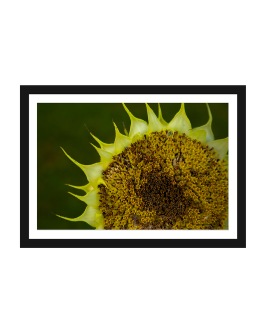 Girasol Print 5x7