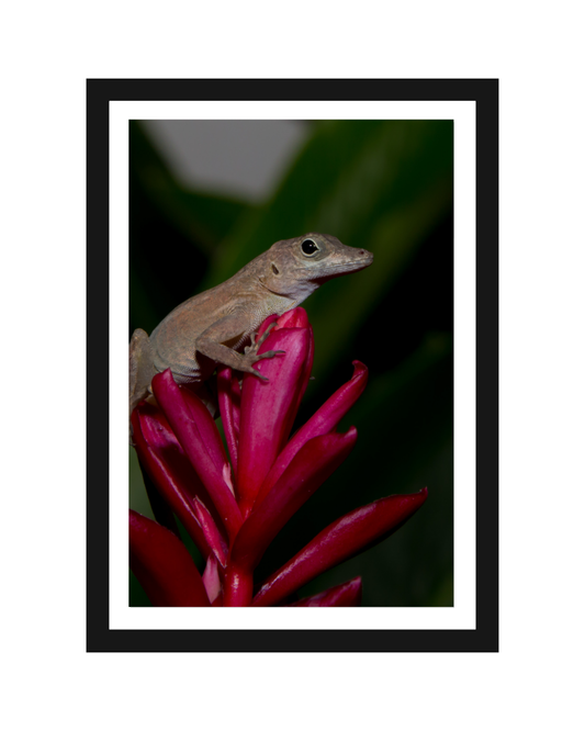 Lagartijo Anolis Print 5x7