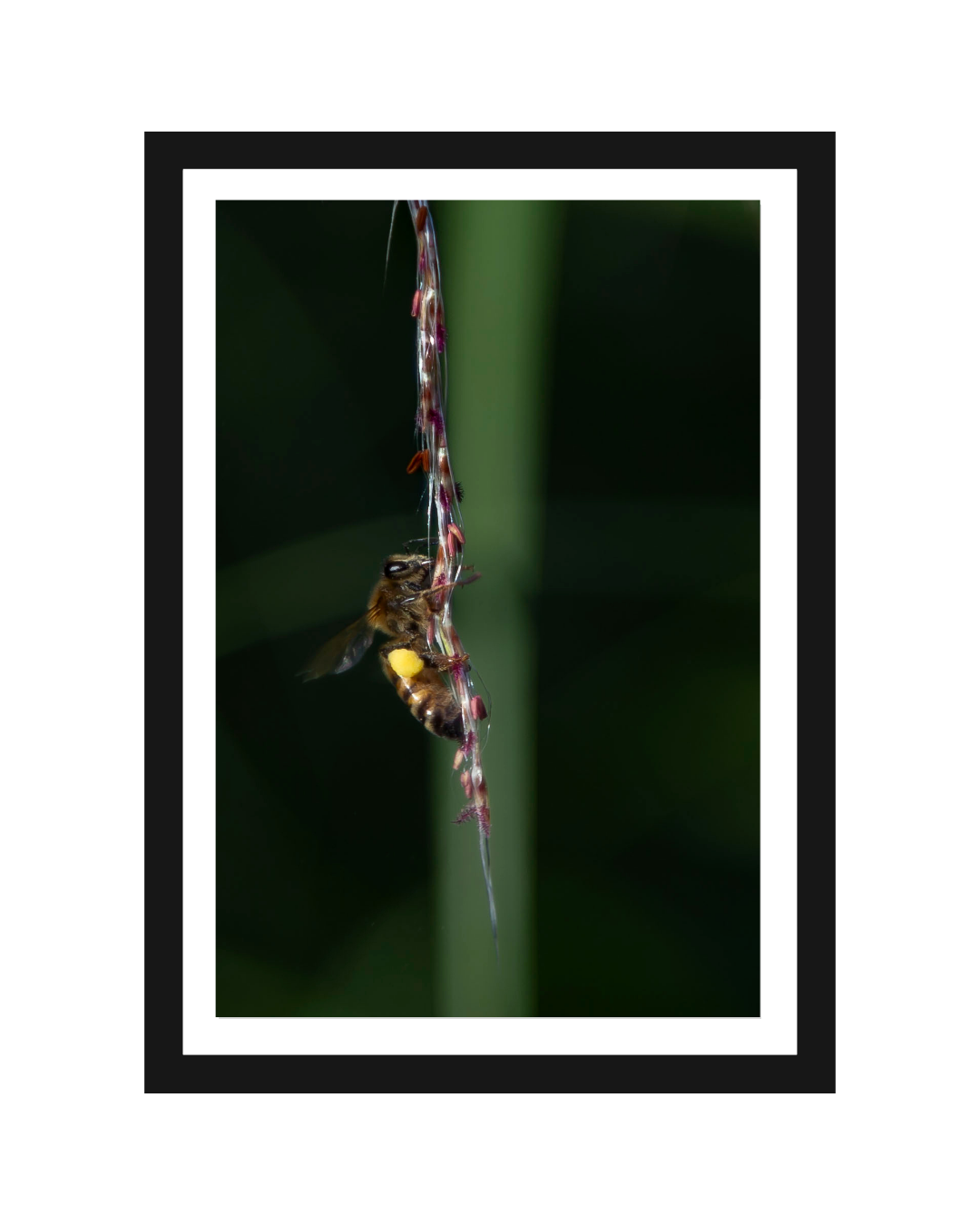 La abeja Print 5x7