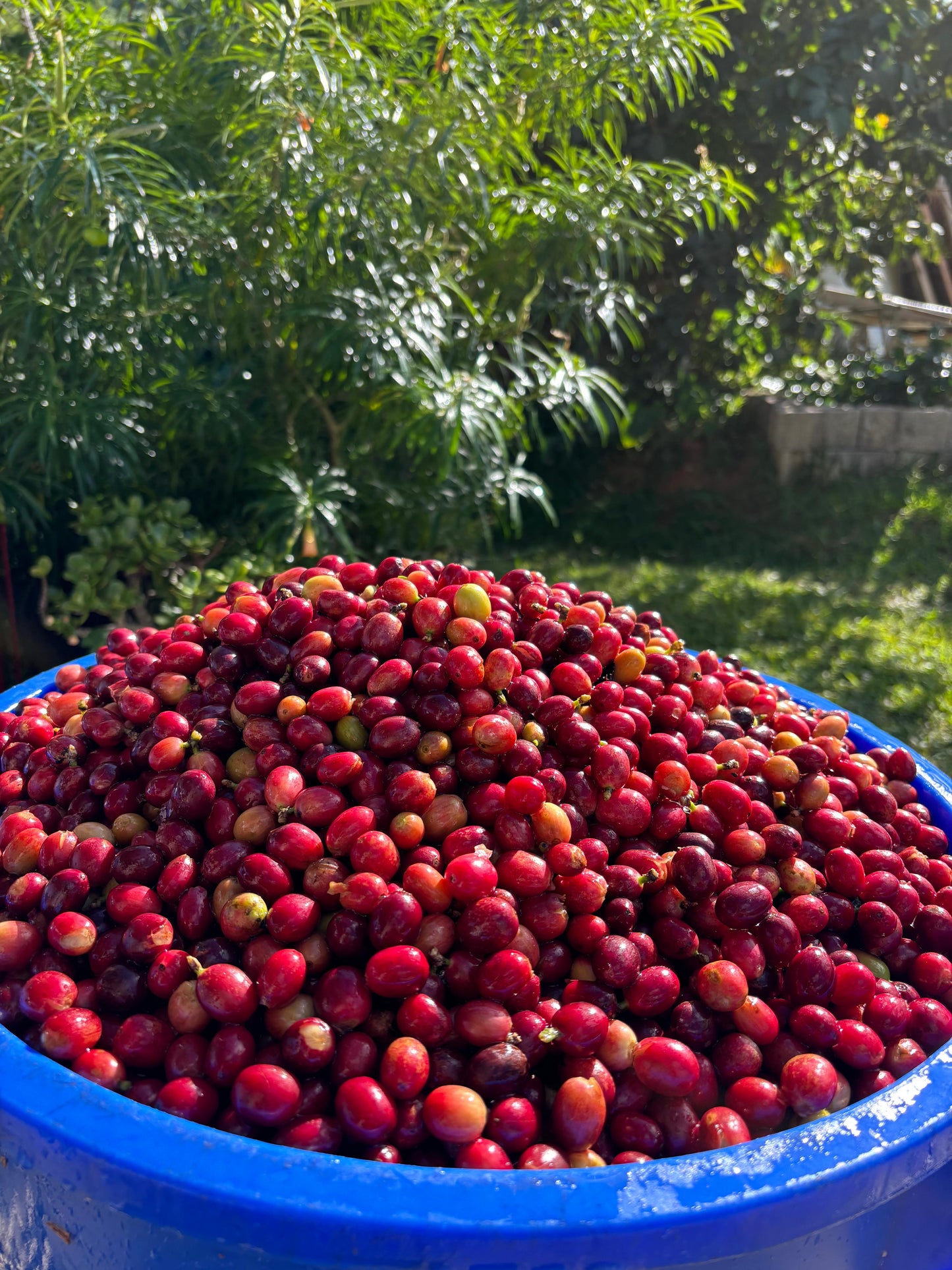 Café Hacienda La Guadalupe (Don Reyes)