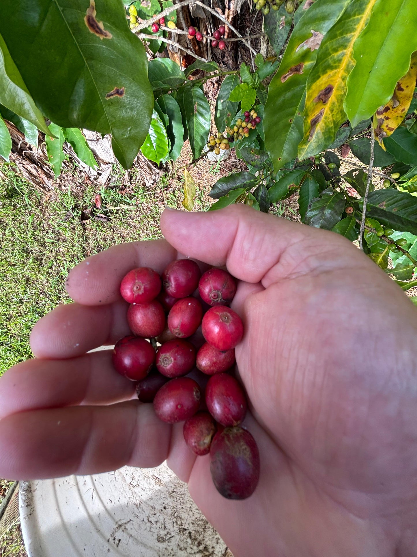 Café Hacienda La Guadalupe (Don Reyes)