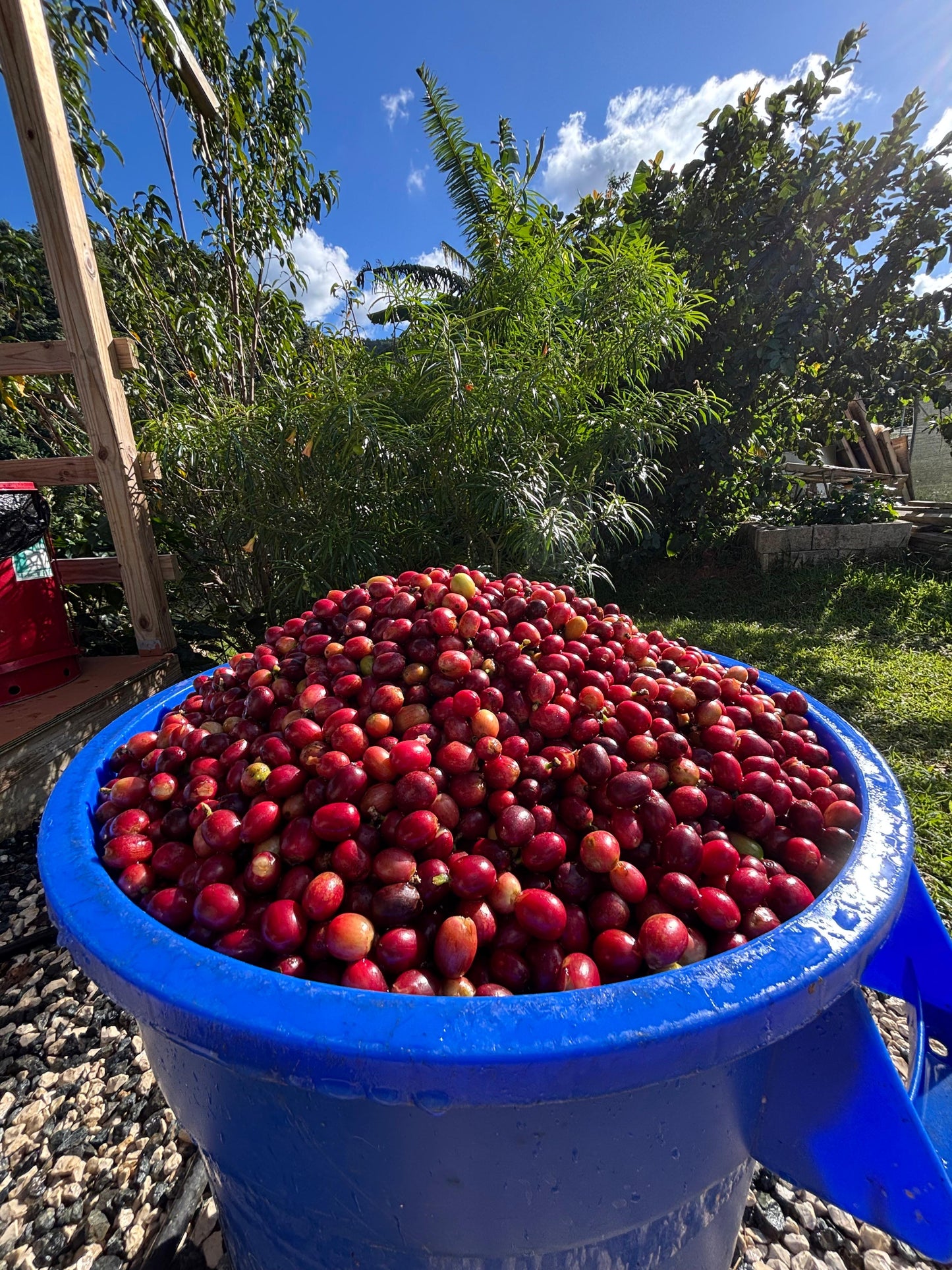 Café Hacienda La Guadalupe (Don Reyes)