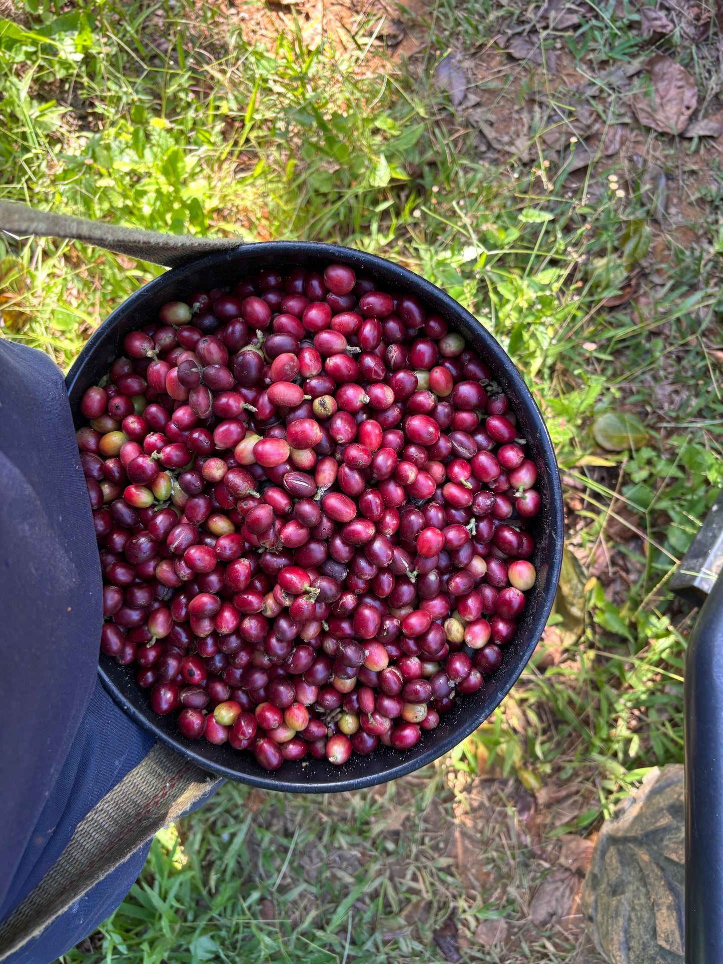 Café Hacienda La Guadalupe (Don Reyes)