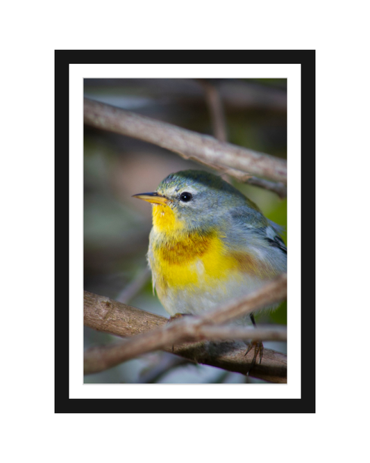 Bird with a yellow chest perched on a branch, framed in black.